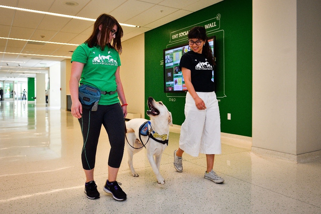 University of North Texas students Alyssa Schmidt (left) and Maasa Nishimuta work with Drill Bit, who is being trained as a service dog to a military veteran, inside UNT's University Union.